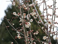 河南开封：梅花飘香古城美