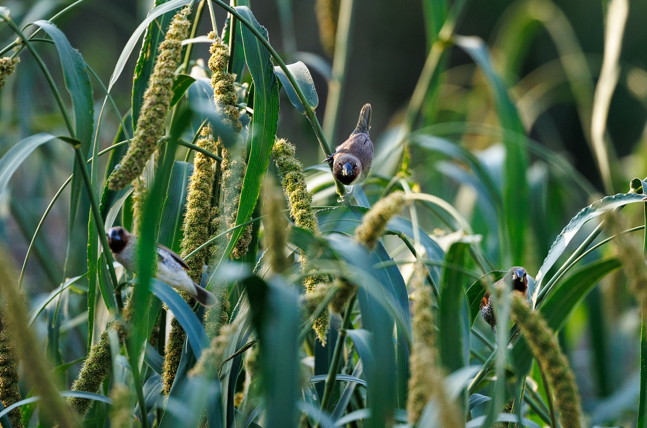 上海辰山植物园里观赏草铺陈出绚丽秋景_fororder_图片51