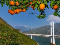 湖北秭归：红肉脐橙产销两旺 绘就峡江振兴图