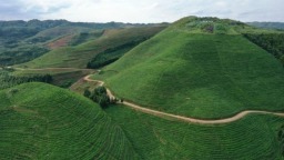 黔地早茶香！早茶成贵州茶产业新增长极