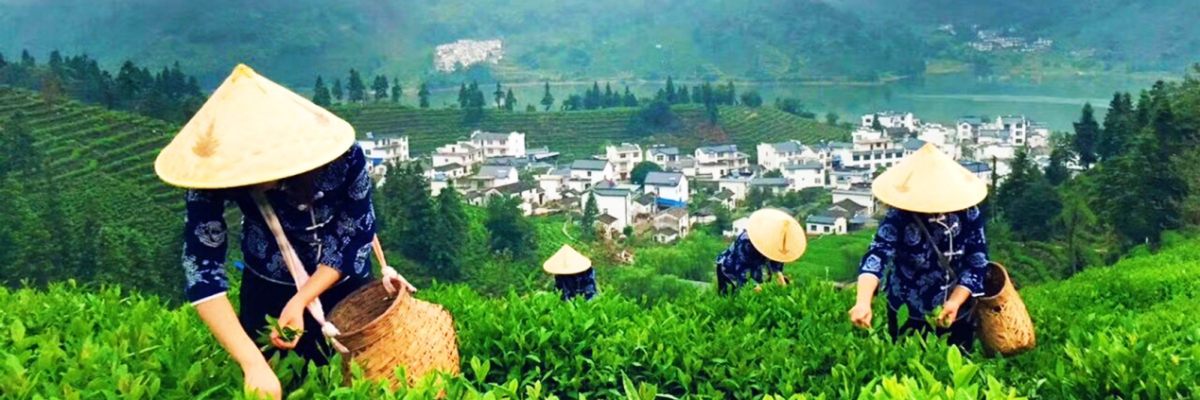 头图_fororder_太平猴魁直播图