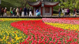 郁金香绽放引客来