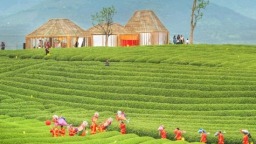 在松阳 茶叶有了N种“喝”法
