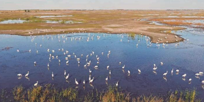 吉林莫莫格迎来候鸟迁徙高峰_fororder_微信图片_〉〇〉「-〈〈-〇《_〇【〇「〈》_》【》