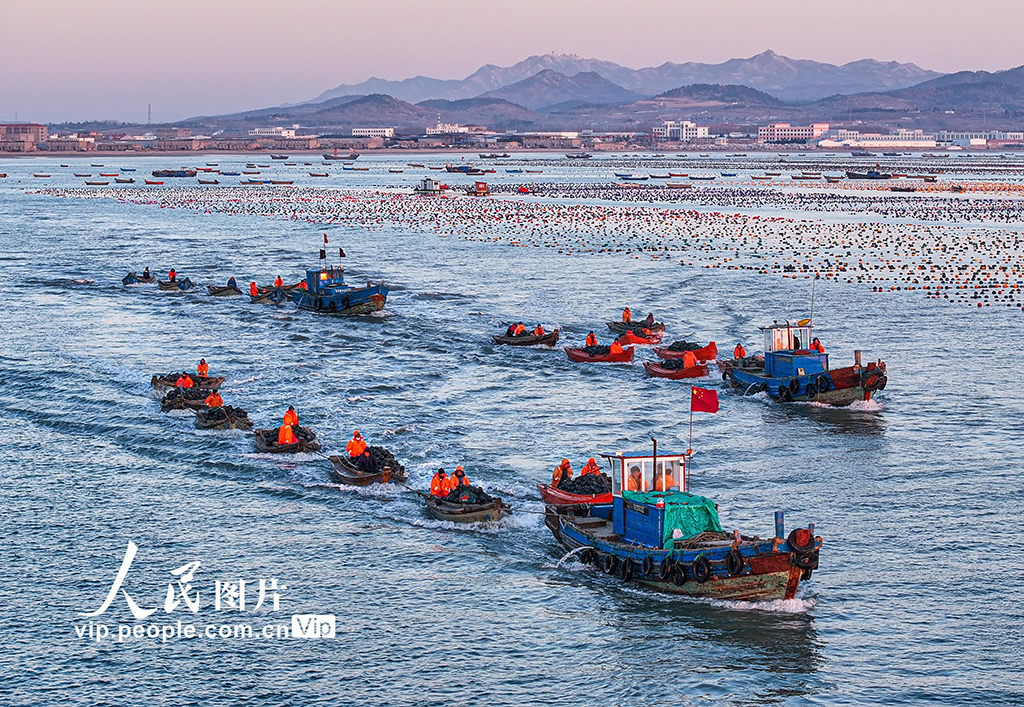山东荣成：海上养殖作业忙