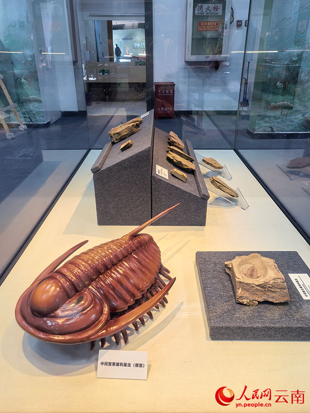 569块寒武纪化石首次进京集中展出