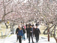 内蒙古呼和浩特：桃花朵朵开 浓浓春意来