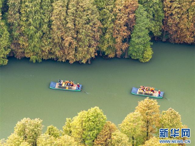 江苏兴化：水上森林冬景醉人