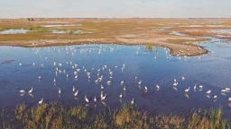 吉林莫莫格迎来候鸟迁徙高峰