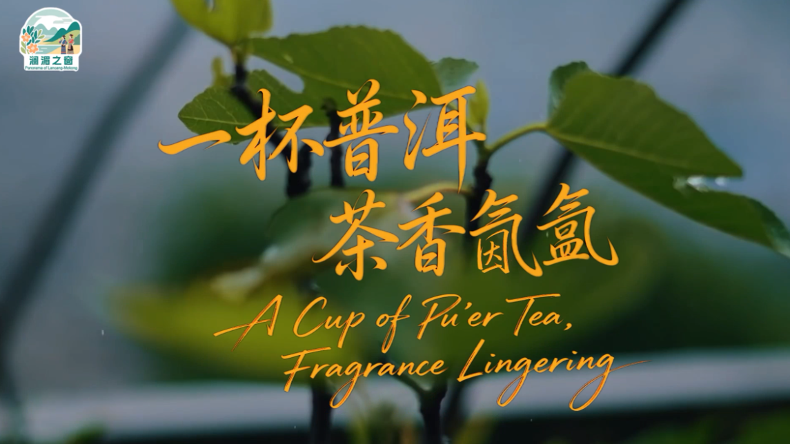 【澜湄之窗】一杯普洱 茶香氤氲_fororder_d5be1fdd38b208eca7d500976dc8efd6