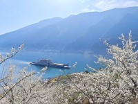 重庆：三峡李花迎客来 巫山曲尺春意浓