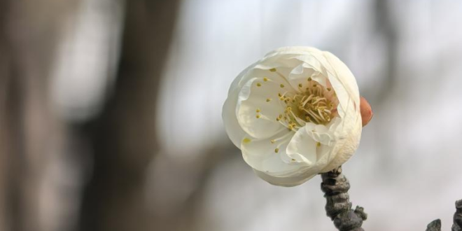 梅花初绽 拉开上海辰山植物园赏梅季序幕
