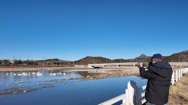 北京密云：三种珍稀天鹅首次同框