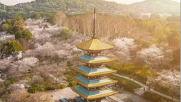 赏樱逐浪追风观鸟 武汉东湖发布四季游线