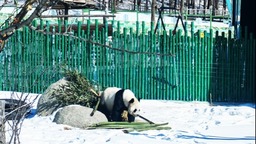 黑龙江亚布力：大熊猫雪地“画梅花”