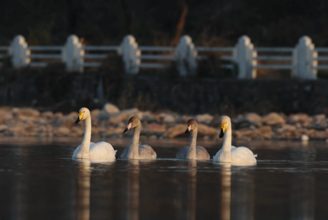 北京密云：三种珍稀天鹅首次同框