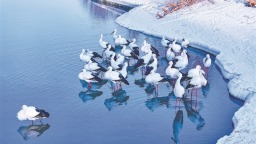 这些好看的鸟 都把黑龙江当成家