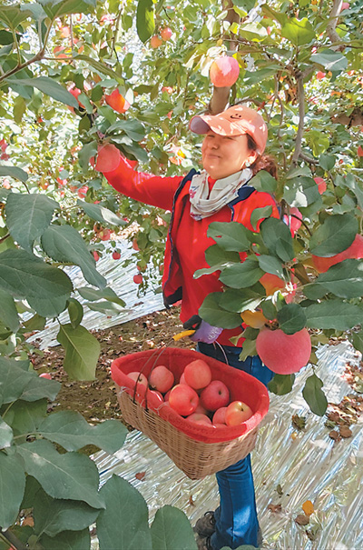 新疆阿克苏的苹果红了！