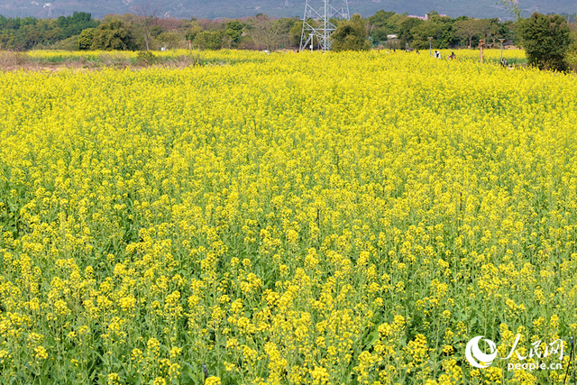 厦门：百亩黄花盛放迎春