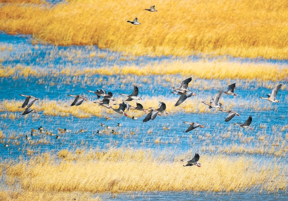 第一拨迁徙候鸟抵达北京官厅水库 第一拨迁徙候鸟抵达北京官厅水库