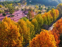 定格美丽重庆：冬日的金色瞬间