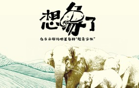 想“象”了——在云南探访明星象群“短鼻家族”