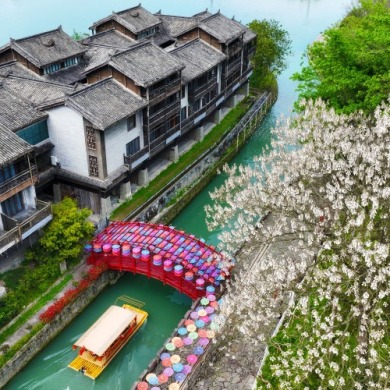 重庆黔江：泡桐花开 古镇如画