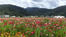 在云南香格里拉纳帕海，邂逅冰岛虞美人花海