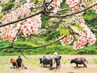 重庆：万亩桐花盛放 形成“雪海”奇景