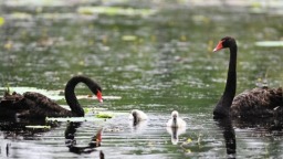 山东滕州：黑天鹅育雏忙