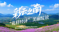 【从云南出发】彩云之南 “花样经济”美丽绽放