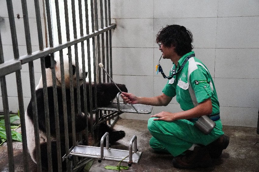 大熊猫“安安”“可可”启程前往香港 带了家乡的竹笋窝窝头 大熊猫“安安”“可可”启程前往香港 带了家乡的竹笋窝窝头
