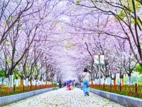 合肥：粉上春天