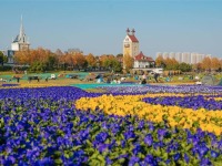梅樱罕见同框 武汉“花”样奇景变文旅新景