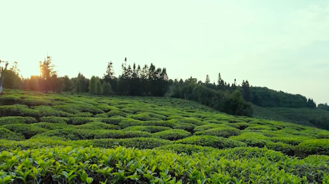 【澜湄之窗】走，去云南绿春赴一场茶香之旅！_fororder_茶