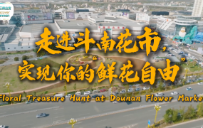 【从云南出发】走进斗南花市，实现你的“鲜花自由”！