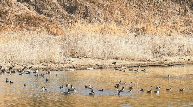 京城最大“绿肺”留荒野