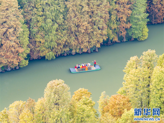 江苏兴化：水上森林冬景醉人