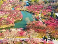 来扬州，邂逅“梅”好春光