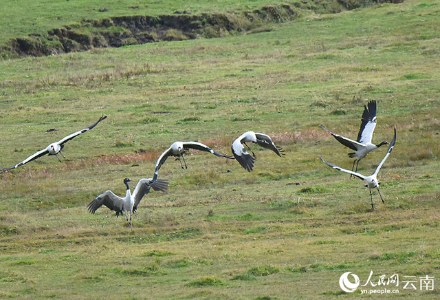 云南昭通大山包迎来首批越冬黑颈鹤 云南昭通大山包迎来首批越冬黑颈鹤
