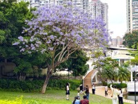 厦门蓝花楹“浪漫倾城”