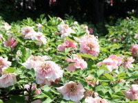 山东菏泽：牡丹花开倾城引客来