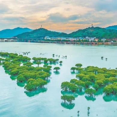 宁德福安全链条整治互花米草 重现碧海银滩_fororder_5