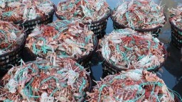 福州“开渔第一网”海鲜上岸了_fororder_6ca10368b669498cac388500f80af497.800x444