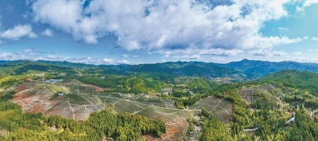 福州闽清：高山茶园春茶飘香