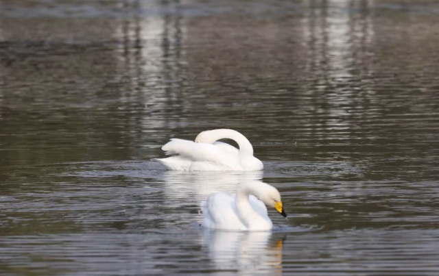 北京密云：三种珍稀天鹅首次同框