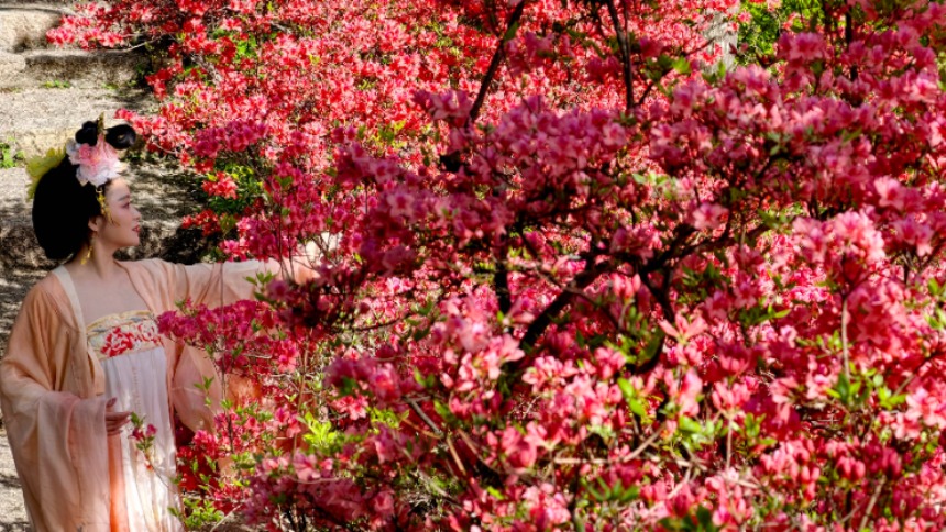 河南汝阳：杜鹃花开西泰山
