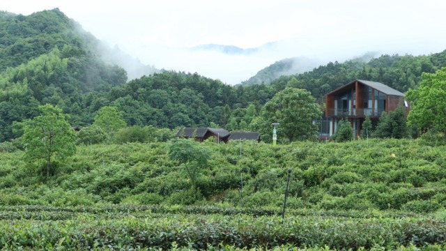 漫步黄山脚下 邂逅茶香与绿野风光（组图）