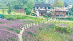 安徽庐江：以花为媒促农旅