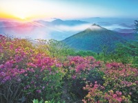 浙江宁波：高山杜鹃似锦